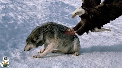 How Can Eagles Kill Prey Much Bigger Than Them Youtube