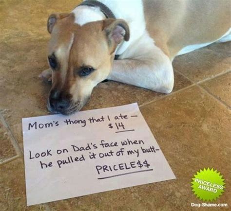 Dog Jokes Funny And Laughing On Pinterest