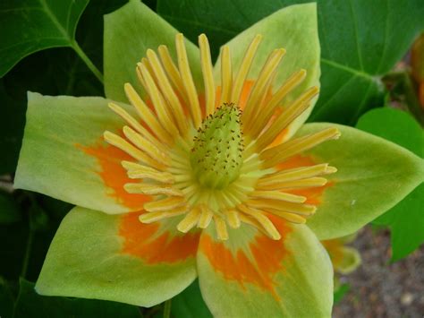 The lombardy poplar tree is a fast growing, columnar shaped tree, able to reach heights of 40 to 70 feet tall, with a spread of 10 to 20 feet. Liriodendron tulipifera (Tulip Tree)