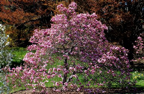Magnolias are beautiful trees and although they do not like to be over pruned i do feel that you do need to lose a large number of these cramped shoots. Pruning Dead Limbs on Magnolia Trees