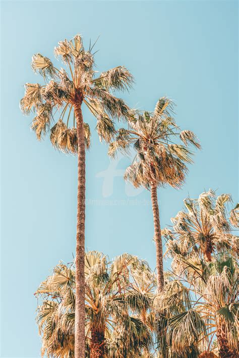 Palm Trees Summer Vibes Coconut Palm T Photography By Radu Bercan