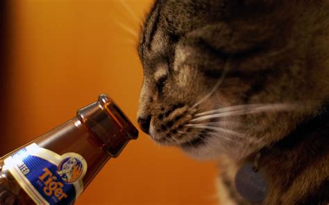 Beers Cats Animals Tigers Alcohol Drinks Pets Wallpaper 1920x1200