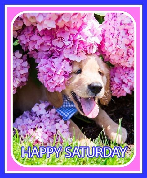 Happy Saturday Cute Dogs Cute Puppies Golden Retriever