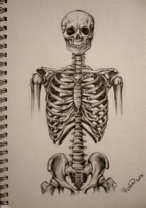 Skeleton Torso By Stupidestusernameeve On Deviantart Skeleton Art