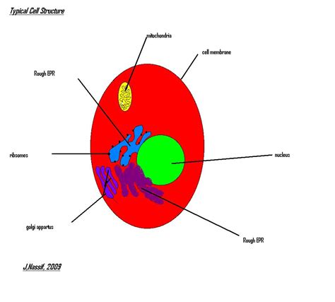 Rbcs) circulate in the bloodstream of an average adult. Red Blood Cell Diagram Labeled - ClipArt Best
