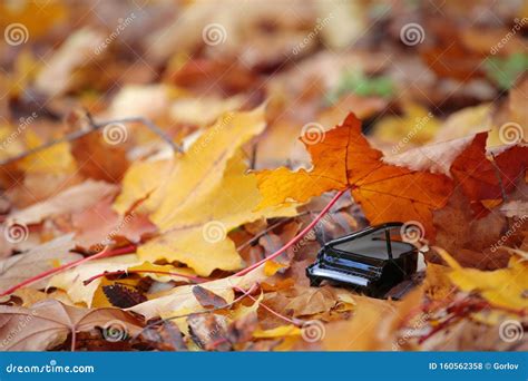 Piano Autumn Forest Maple Leaf Background Stock Photo Image Of Forest