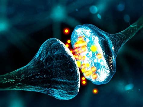 Sinapsis Neuronal Qué Es Y Cómo Funciona