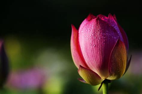 Las 10 flores más hermosas del mundo Club de Turismo Digital