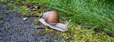 Free Images Slug Snail Shell Slow Snails And Slugs Molluscs