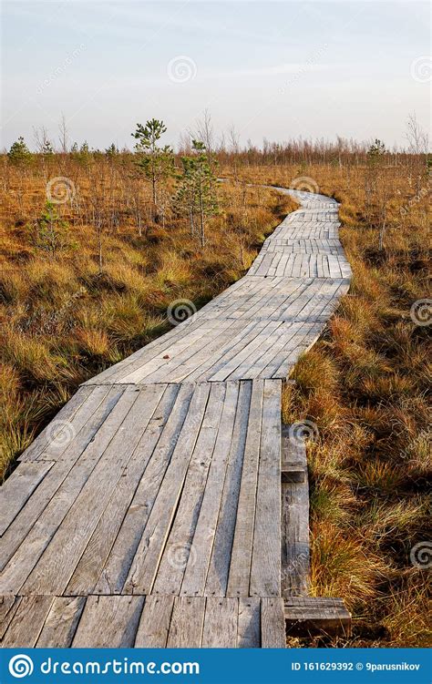 Wooden Path Walkway Through Wetlands Autumn Time Stock Photo Image