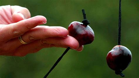 How To Play Conkers Rules Of The Game And Where Tradition Came From