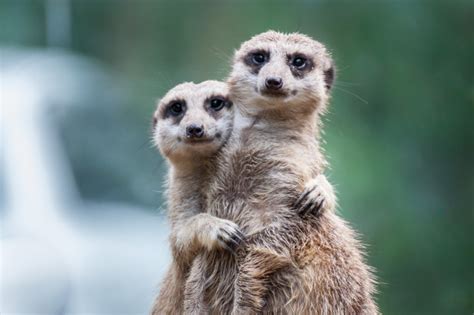 Meerkat Friends Hugging Each Other And Showing Love