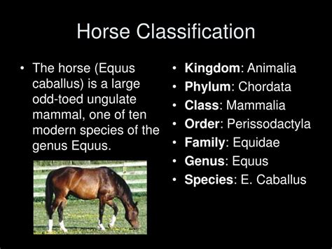 Ppt All About Horses Mrs Gilbreath Powerpoint Presentation Free