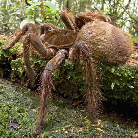 Do You Know Which Is The Biggest Spider In The World