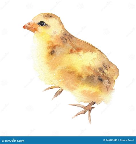 Yellow Chickens Watercolor Illustration Baby Chick Isolated On White