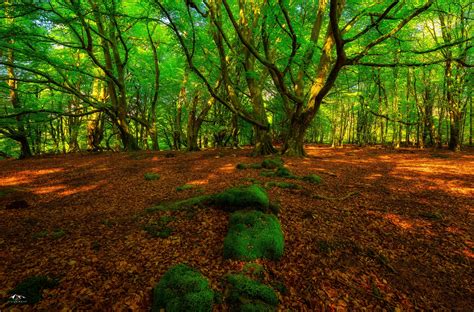 Green Forest 5k Retina Ultra Hd Wallpaper Background Image