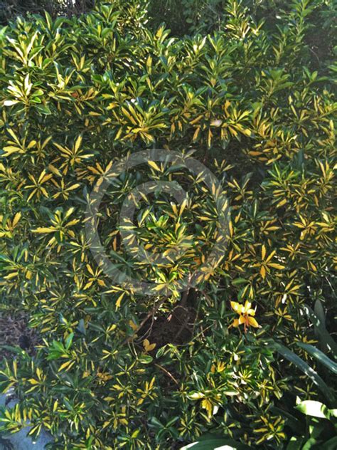 We did not find results for: Euonymus japonicus Mediopictus | Variegated Japanese ...