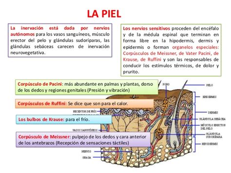 Anatomía Y Fisiología De La Piel