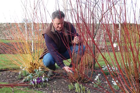 When To Prune Plants Shrubs And Trees