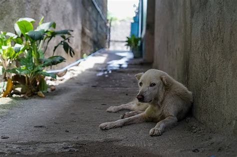 How To Help The Homeless Dogs And Cats Of Crete Lets Go To Crete
