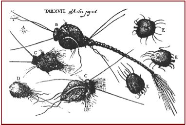 How do health care professionals diagnose morgellons disease? ParaSite