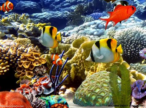 It can come in handy if there are any country restrictions or any restrictions from the side of your device on the google app store. Aquarium Backgrounds 3D Free | Best HD Wallpapers