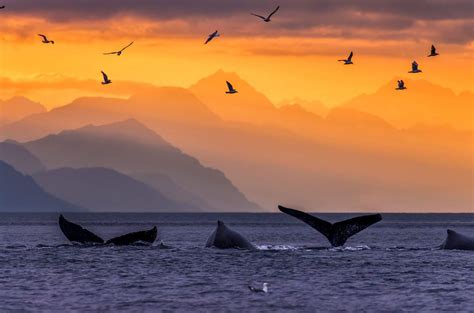 Whale Pod Bing Wallpaper Download
