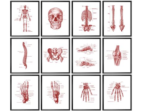 Human Skeletal System Poster Set Of 12 Skeletal Bones Art Skeleton