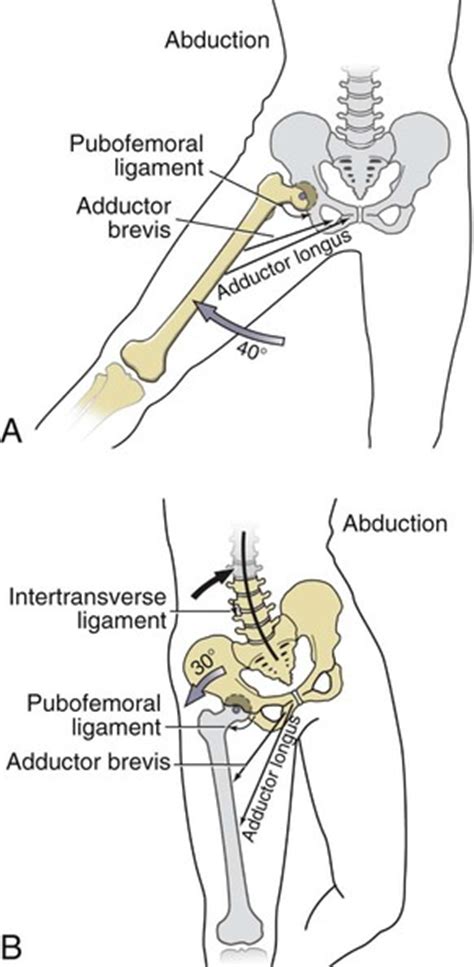 Structure And Function Of The Hip Musculoskeletal Key