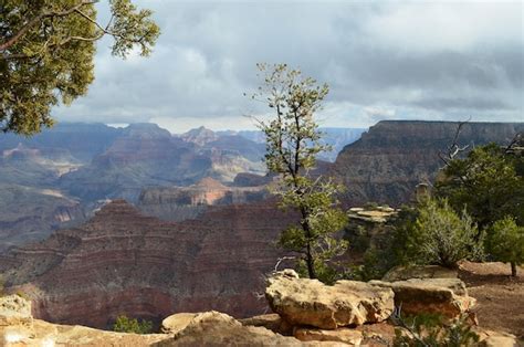 Premium Photo Trees Growing Along The Edge Of The Grand Canyon