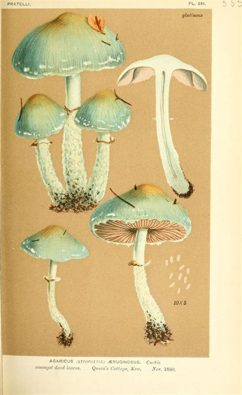 4 Illustrations Of British Fungi Hymenomycetes To Serve As An