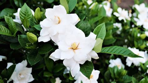 Gardenia How To Plant Grow And Care For Gardenias The Old Farmers