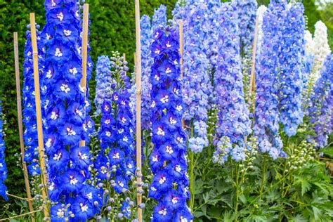 A bluer than blue garden! Growing Delphiniums - Planting & Caring for Perennial ...