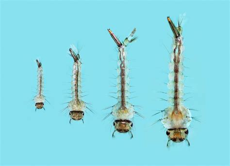 Culex Species Eggs Larvae Pupae And Adults Mosquitoes Image