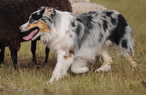 Are Australian Shepherds Hypoallergenic Everydogsmom