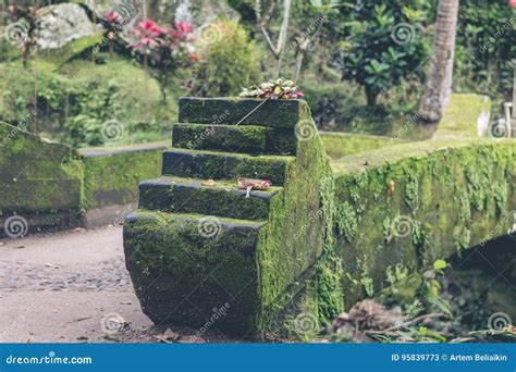 Green Jungle On Bali Island Indonesia Tropical Rainforest Scene