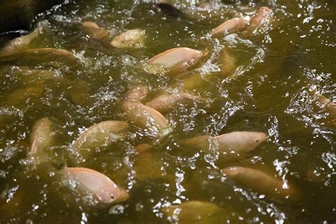 Soy Aquaculture Tilapia United Soybean Board Flickr