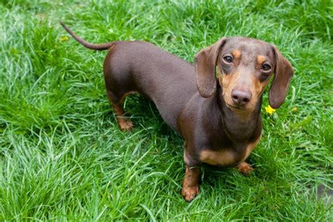 The Best Dog Breeds For People Over 50 Facty