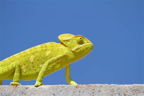 254 Best Free Chameleon Stock Photos And Images · 100 Royalty Free Hd
