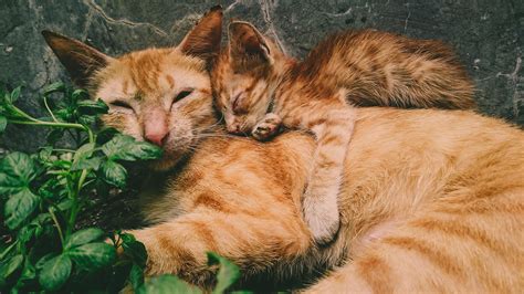 1000 Amazing Cats Photos · Pexels · Free Stock Photos