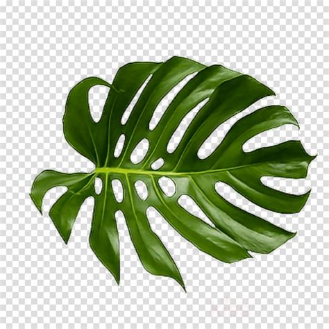 Vector Illustration Of Tropical Green Leaves Of Palm