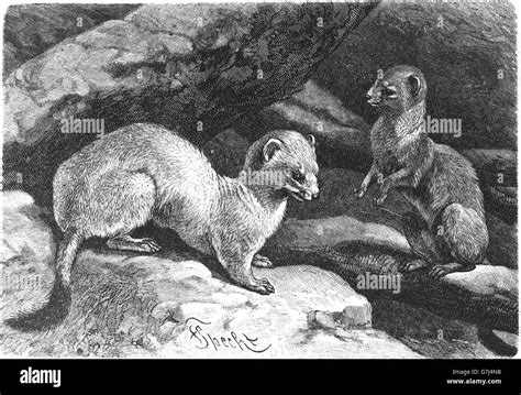 Stoat Mustela Erminea Illustration From Book Dated 1904 Stock Photo