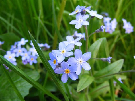 It's easy to overlook a wild clump of forget me not because most plants produce small each variety in the forget me not family produces slightly different flowers, but the main type used for bouquets and flower beds produces small blue flowers. Forget Me Not Flower