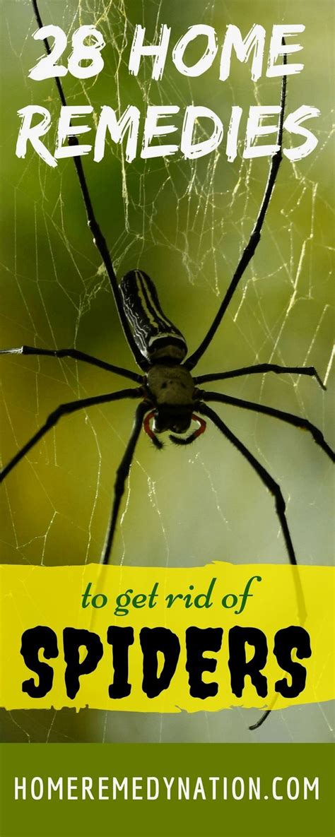 28 Scientifically Proven Home Remedies To Get Rid Of Spiders A