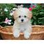 Maltipoo Puppies For Sale Direct From Breeders  Fetchem