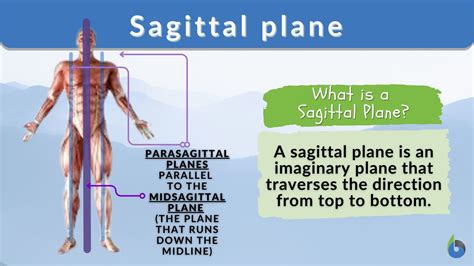 Perbezaan Antara Sagittal Dan Midsagittal Sagittal Vs