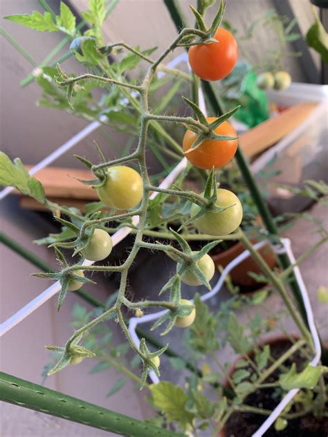 My Tomatoes Are Growing At Each Of The Stages Of Tomato Growth R