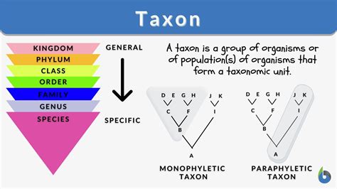 Taxon Definition And Examples Biology Online Dictionary