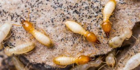 I came to kilter with industry knowledge and i still learn from the owner and fellow employees. Termite Infestation? Call ECOLA's natural termite control ...