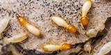 Termite Infestation Control